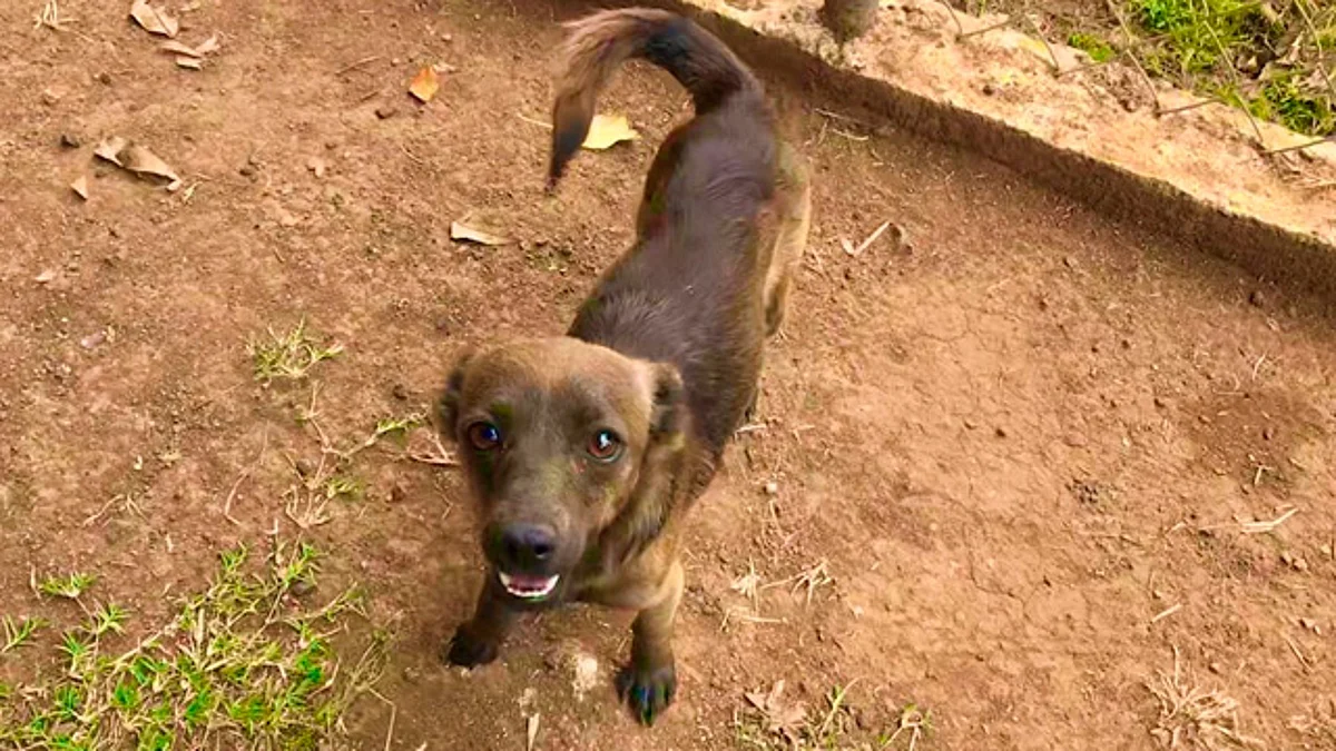 Ante reportes de crueldad animal, alimentarán perritos callejeros para mantenerlos a salvo