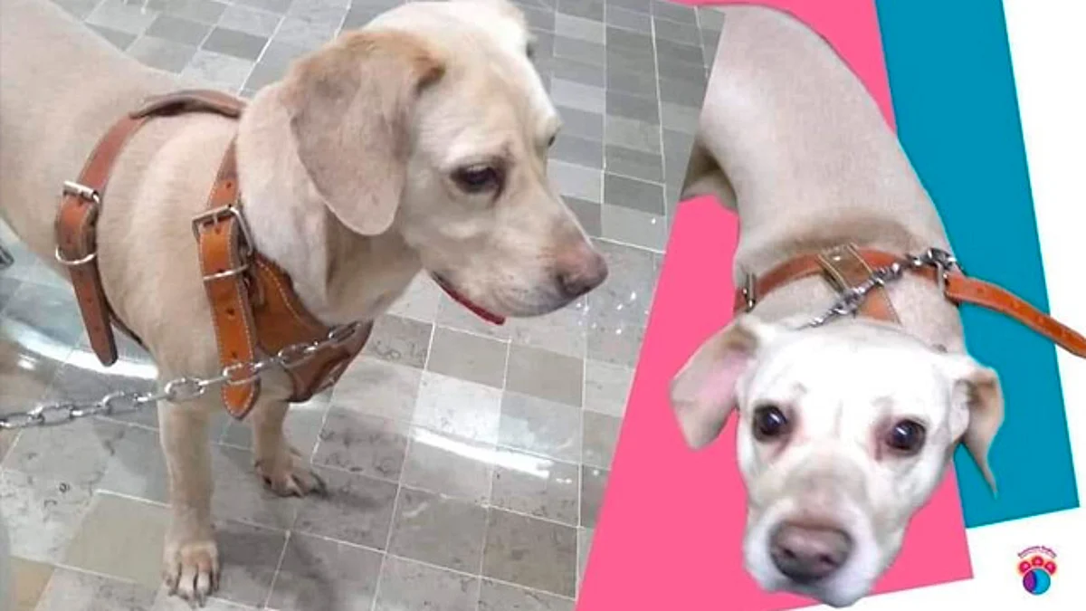 Hombre con cáncer terminal busca hogar para su perrita