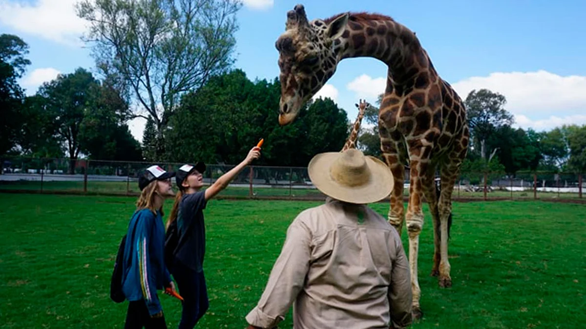 Zoológico cierra 2019 con buenos números; hubo 120 nacimientos
