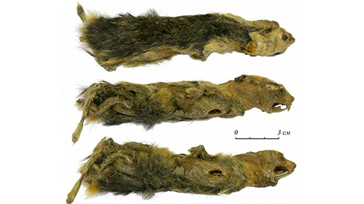 Hallan roedor momificado de hace 41 mil años