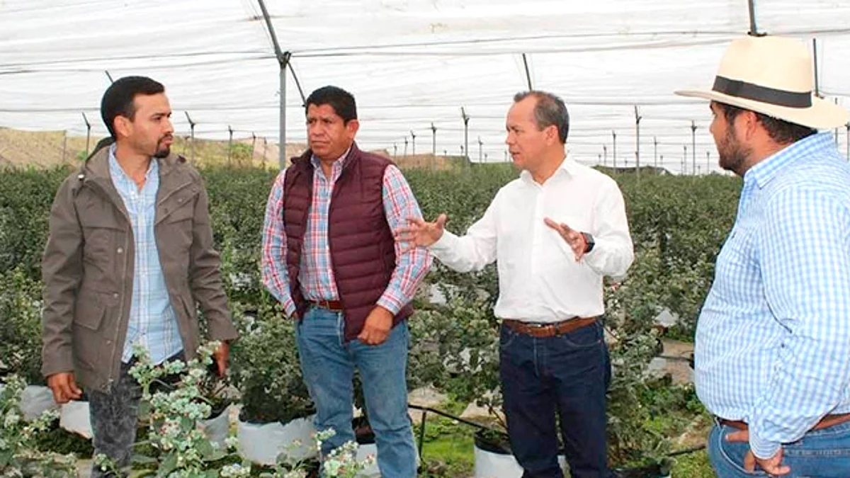 Certifican más de 163 mil hectáreas para exportar en Michoacán