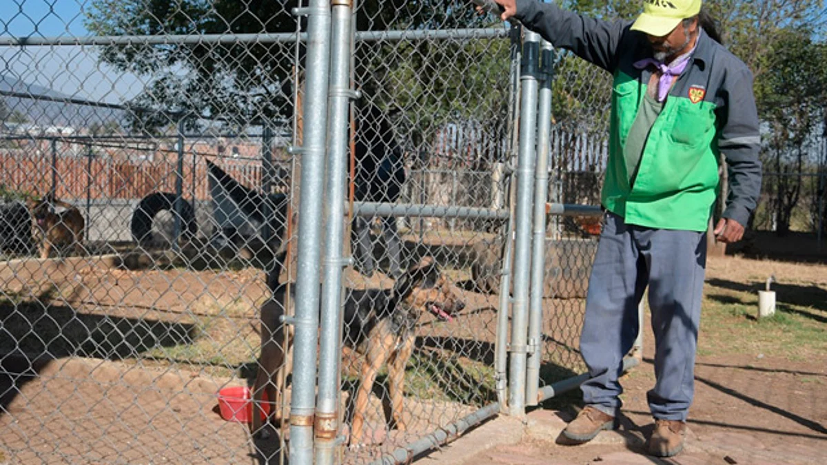 Villas del Pedregal, El Durazno y Trincheras, donde más abandonan perros
