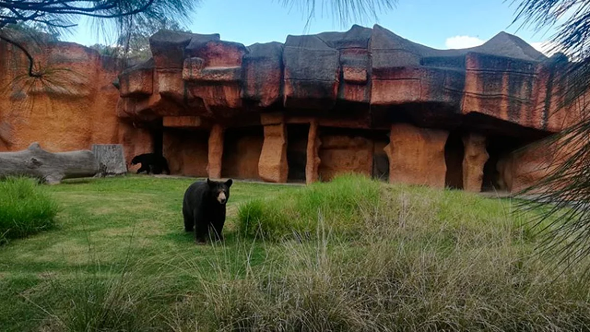Ositos del Zoo de Morelia murieron por cardiopatía congénita