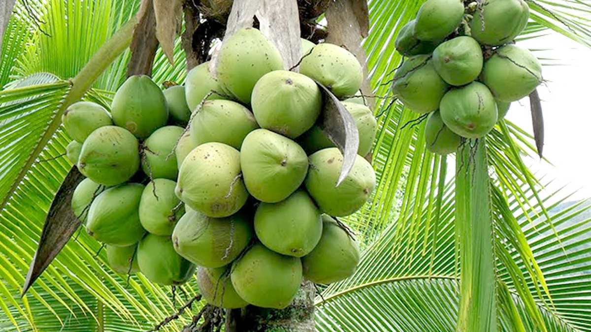 Se coloca Michoacán como el tercer productor nacional de coco