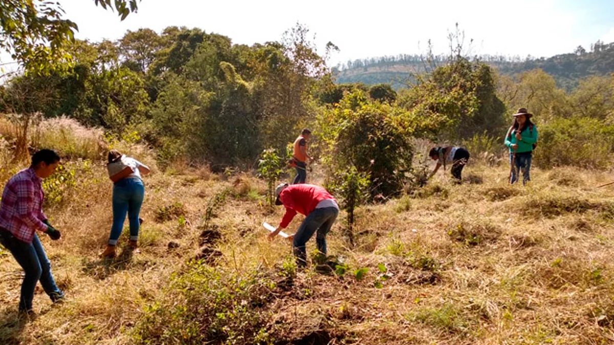 Conservan 58 ejemplares de zapote prieto en La Mintzita