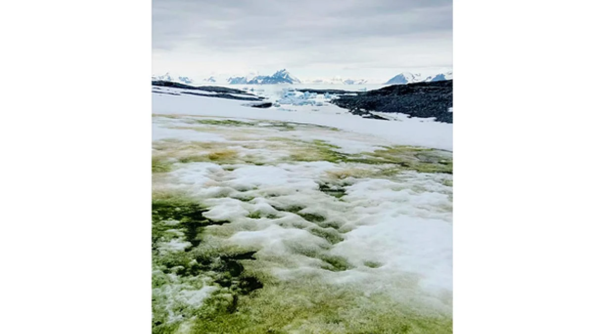 Cambio climático pinta de verde la nieve en la Antártida
