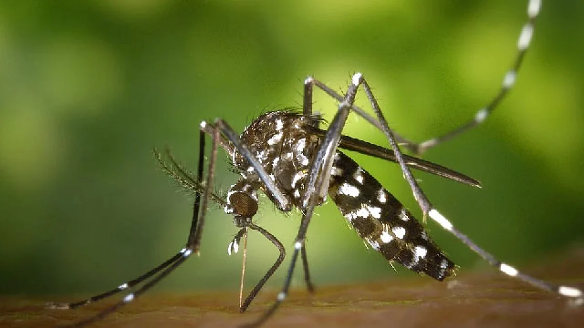 SSM promueve limpieza en hogares para evitar dengue; hay 130 casos en Michoacán