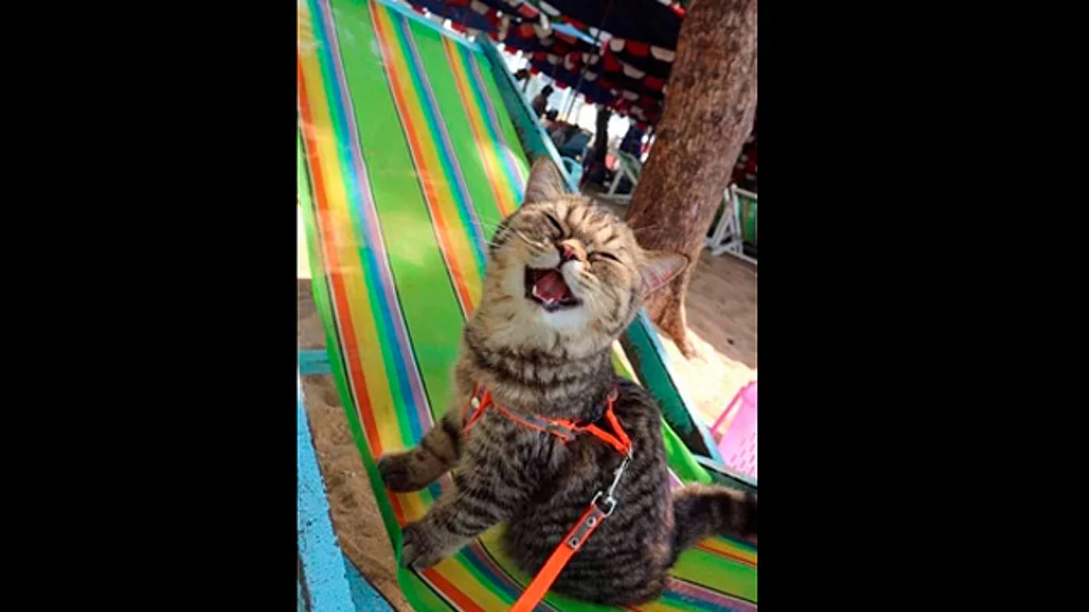 En una imagen se le ve sonriente, como si posara para la fotografía (Foto Facebook: Gatitos que alegran tu vida)