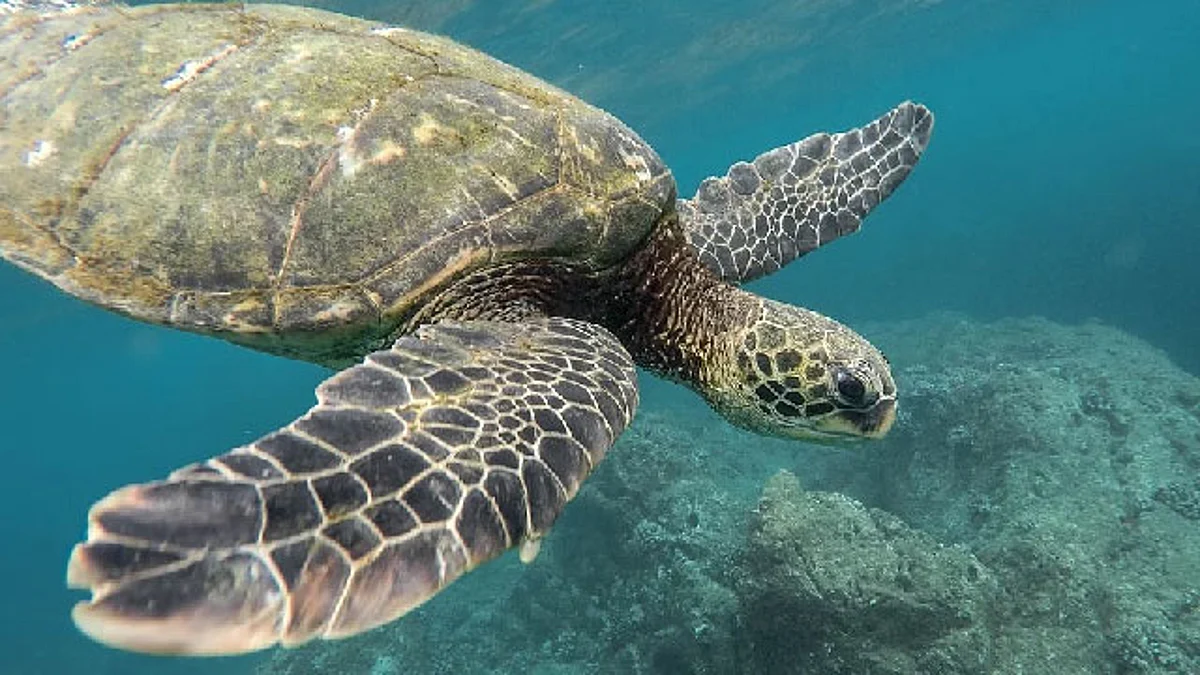 La importancia de cuidar la biodiversidad para evitar pandemias