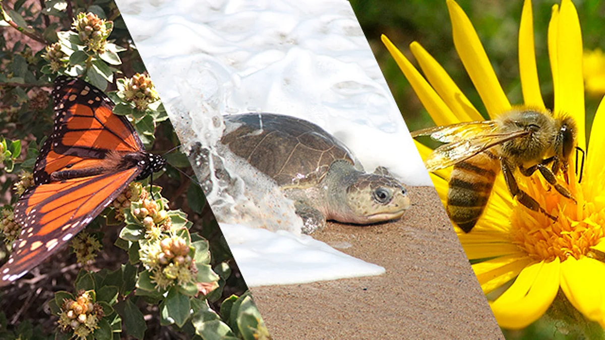 Michoacán, privilegiado por la mega biodiversidad de su territorio: Semaccdet