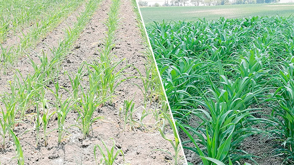 En Michoacán, Agricultura Sustentable lucha contra el hambre