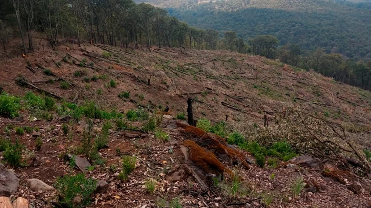 Asegura División Ambiental predio afectado por tala clandestina en Morelia