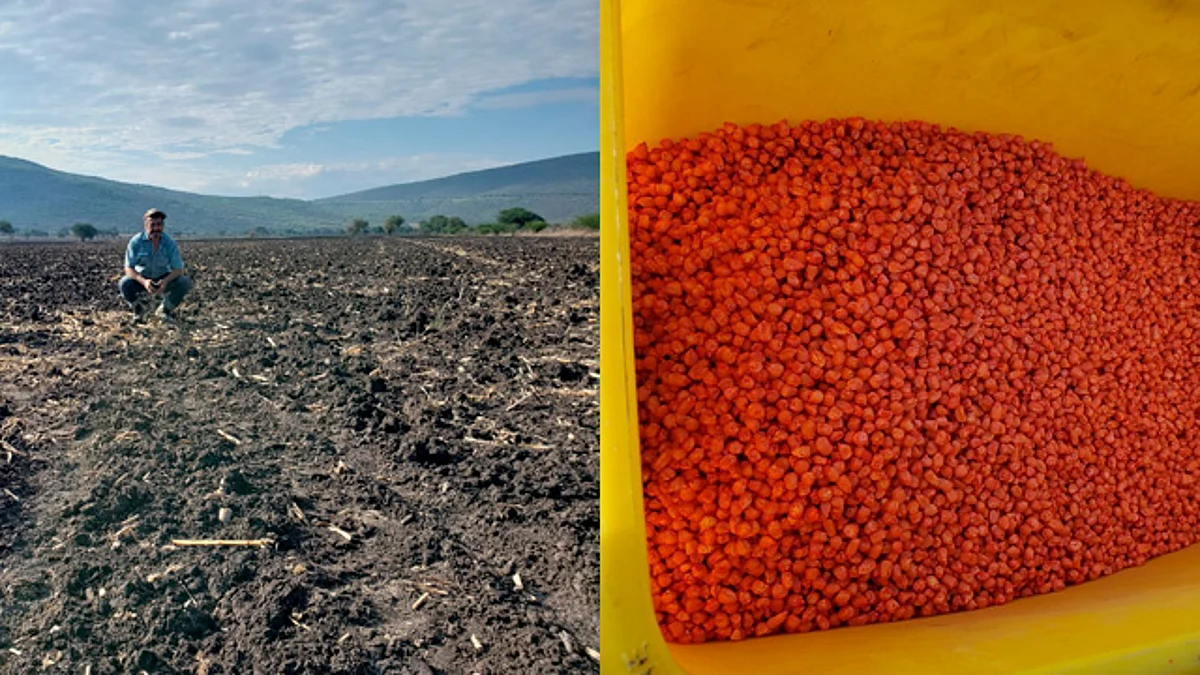 Ya se rebasaron las 10 mil hectáreas de cultivos bajo el Programa Agricultura Sustentable
(Foto: Cortesía)