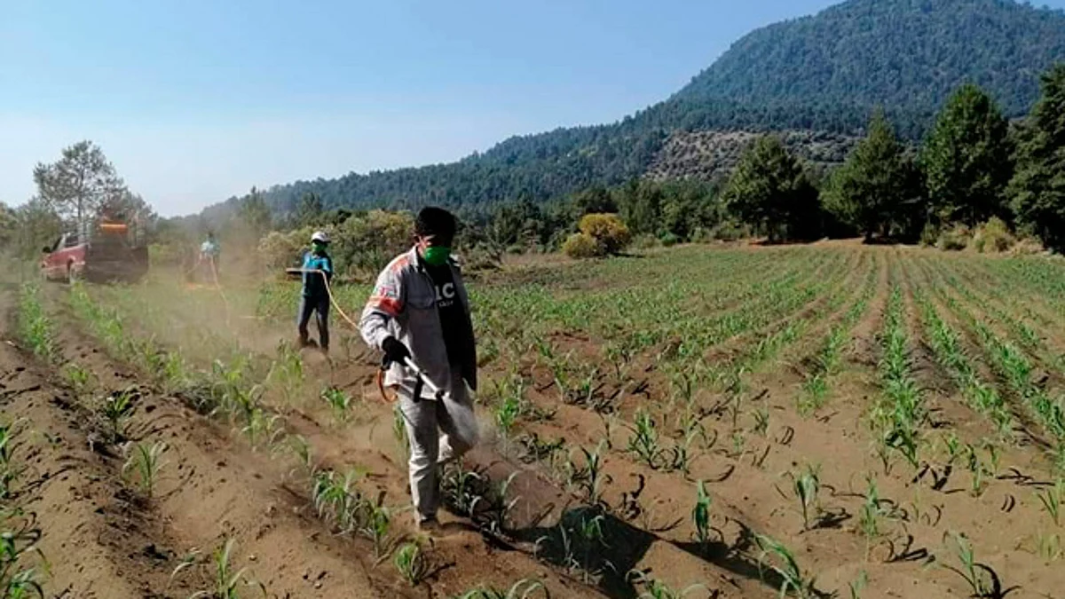Valor del campo michoacano alcanza los 85 mil mdp: Sedrua