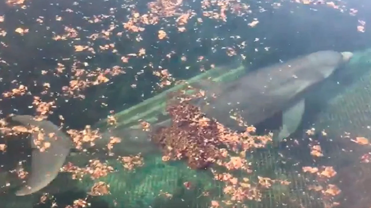 Los mamíferos se encuentran en el centro turístico Dolphin Discovery en Puerto Venturas (Foto Twitter: @ComarinoMexico)