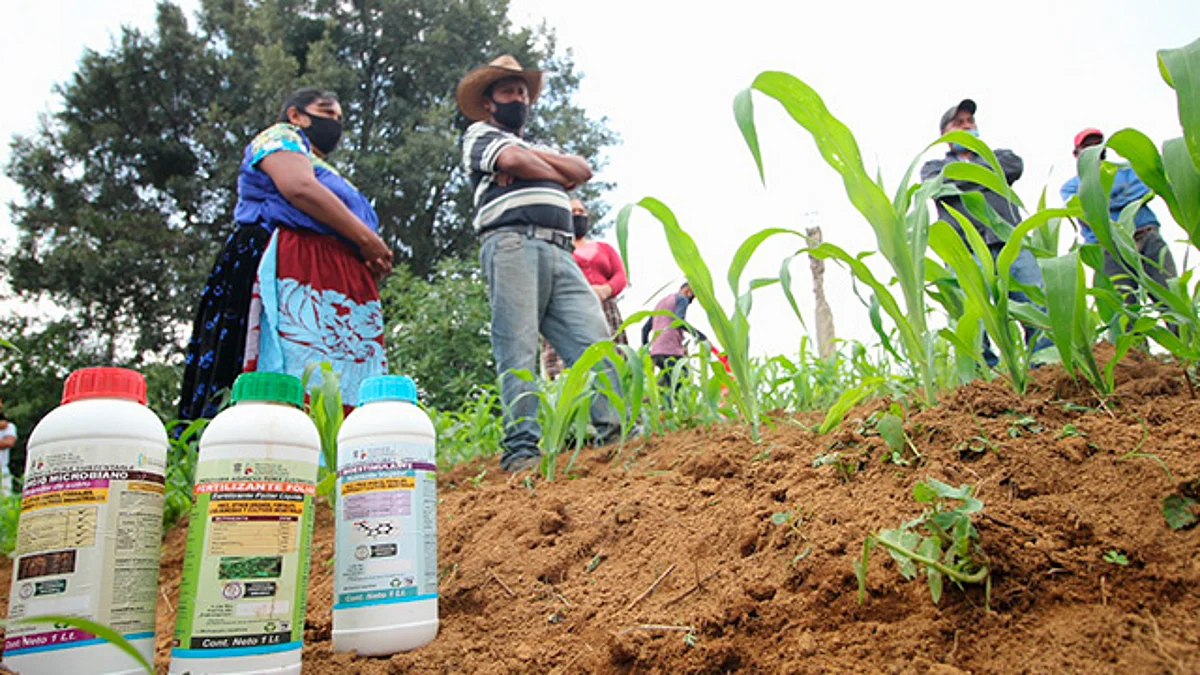 En Michoacán, Agricultura Sustentable duplicará cosecha de maíz en Chilchota