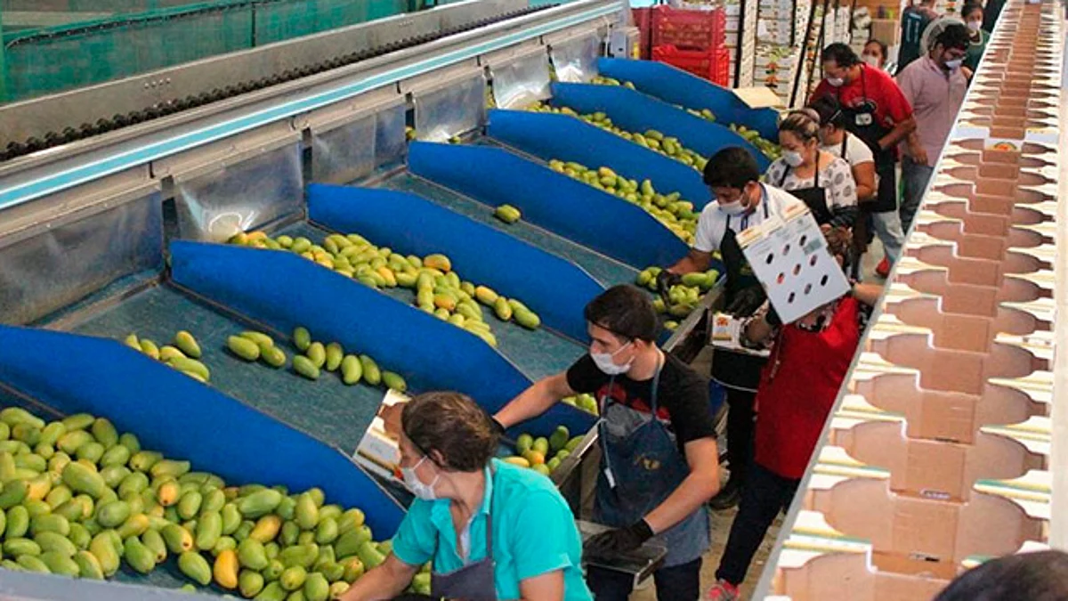 De las exportaciones a EU y Canadá, Michoacán aporta el 78 por cierto