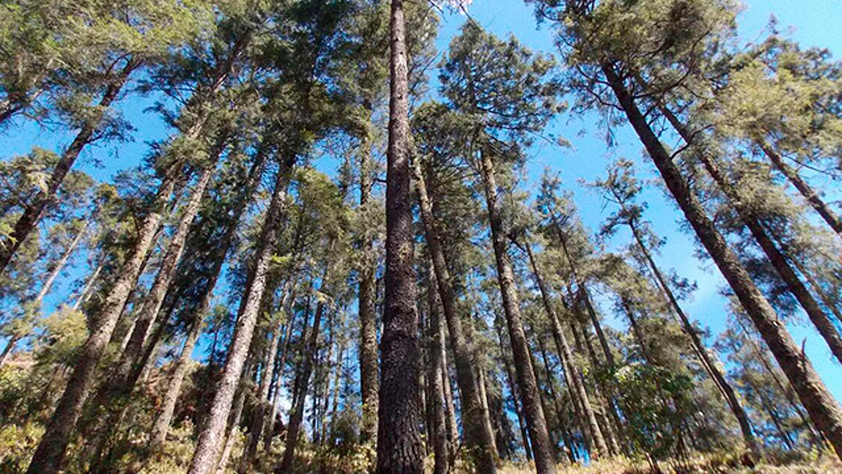 Destinarán 22 mdp para Plantaciones Forestales Comerciales en Michoacán