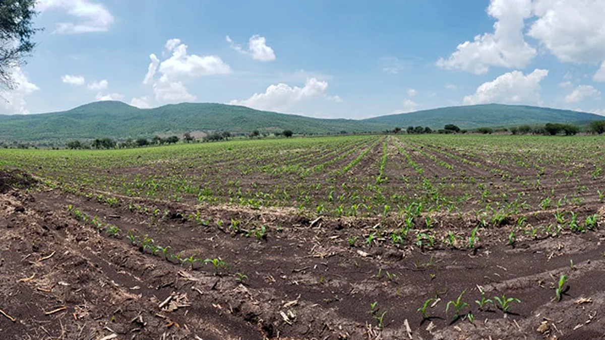 Agricultura Sustentable demuestra su efectividad en maíz, en Morelia