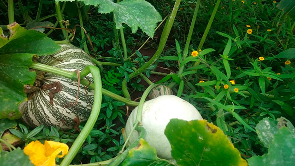 “Mientras viva, utilizaré insumos de Agricultura Sustentable”, dice productor