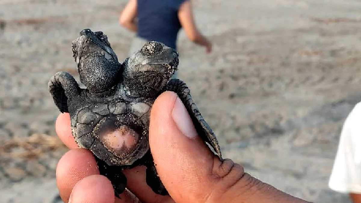 La tortuga podría ser trasladada al Zoológico de Morelia (Foto FB: Campamento tortuguero El Habillal)