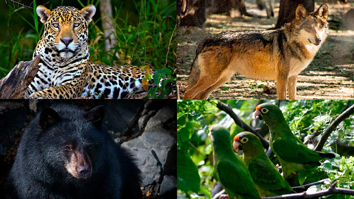 En el Día Mundial de los Animales: estos 10 están en peligro de extinción