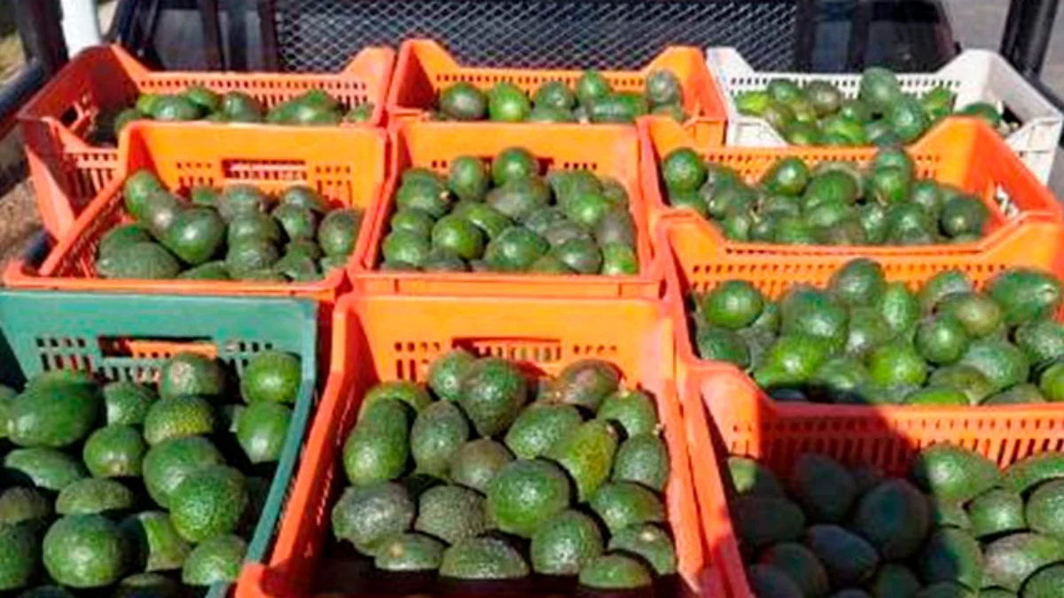 En Uruapan, detienen a tres en posesión de 875 kilos de aguacate ilícito