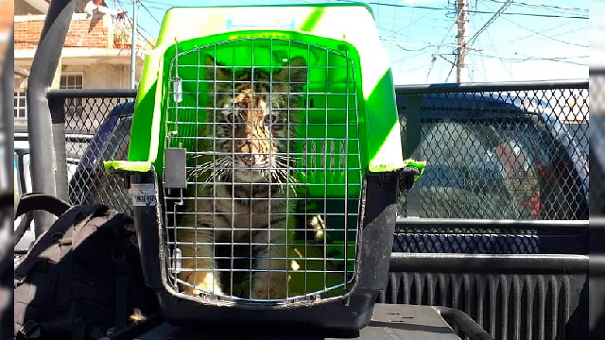 El tigre estaba a bordo de un vehículo (Foto: cortesía)