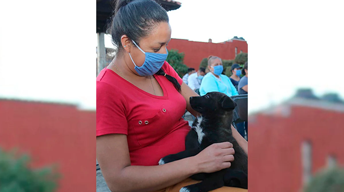 En Morelia, inicia esterilización y vacunación gratuita para perros y gatos