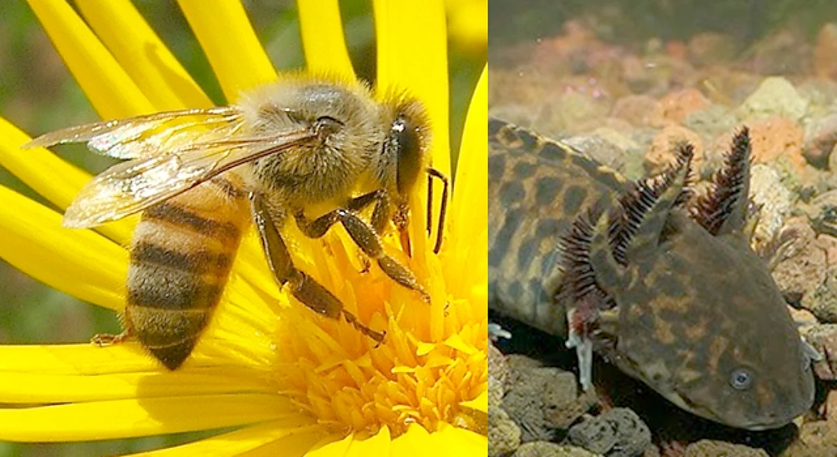 Trabaja Comité de Vida Silvestre por la preservación de especies en Michoacán