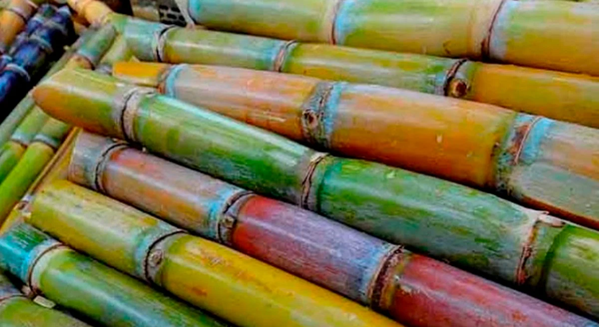 Produce Michoacán un millón 423 mil toneladas de caña: Sedrua