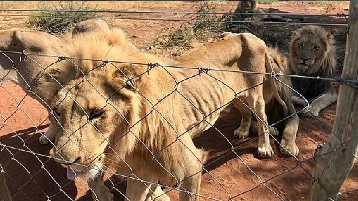 Hombre ofrece su cuerpo al morir para alimentar leones de Zoológico