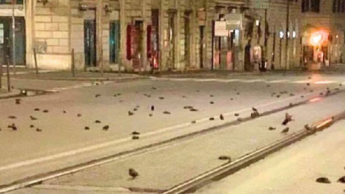 Este tipo de aves “estornios” es común verlos en las inmediaciones de Roma (Foto Twitter: @Rafaelbc_ccs)
