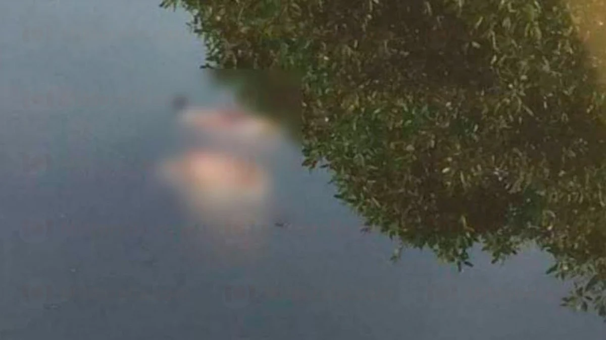 Michoacán: Lanzan cadáveres decapitados a estero de cocodrilos