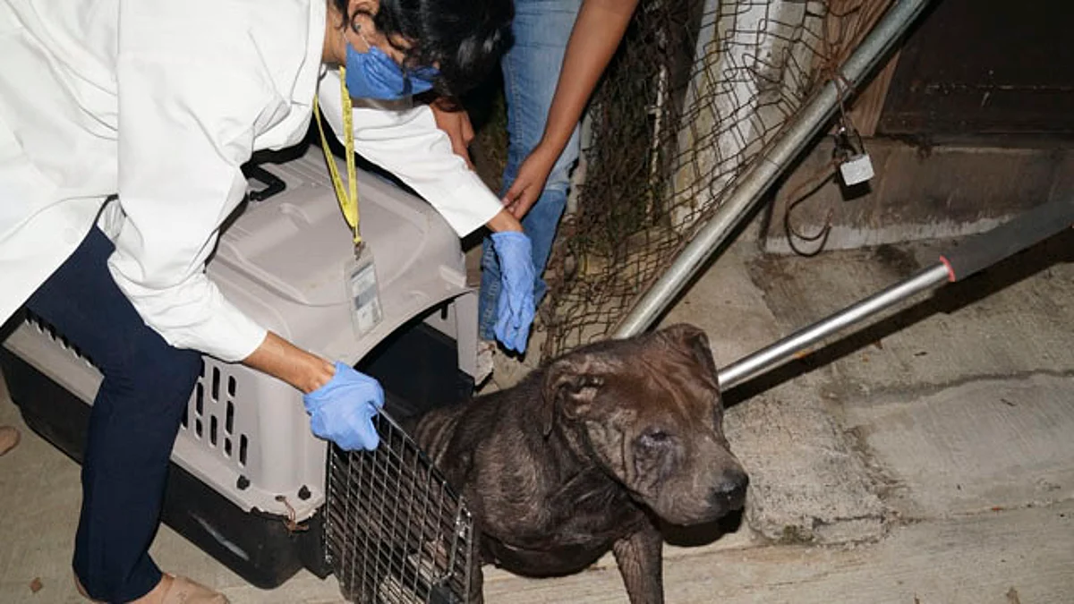 De estas especies aseguradas, 65 corresponden a caninos domésticos (Foto: cortesía)