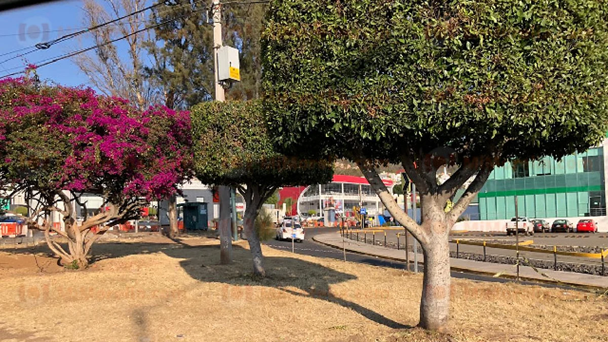El producto final será utilizado en los jardines de la ciudad (Foto: Marco Santoyo)