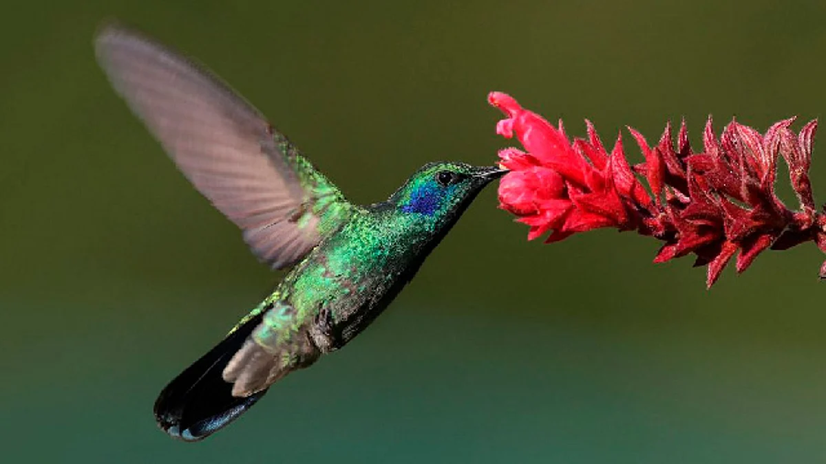 Estas aves juegan un papel fundamental en la naturaleza (Foto: http://oment.salud.gob.mx/)
