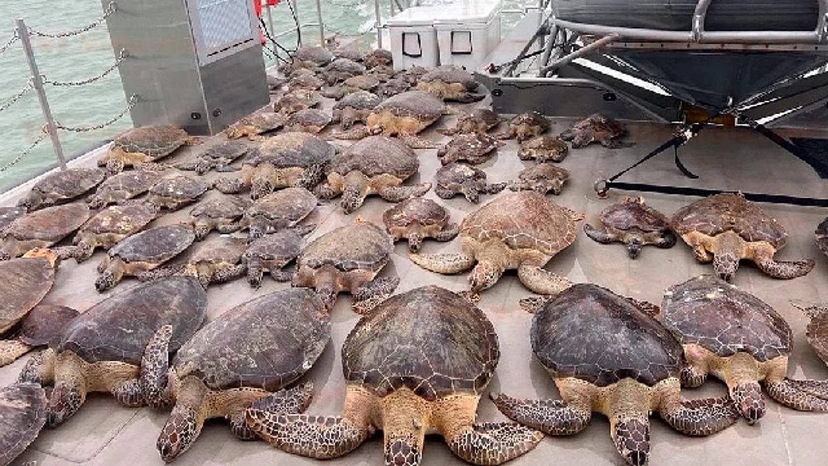Rescatan tortugas marinas en riesgo de congelarse en costas de Texas