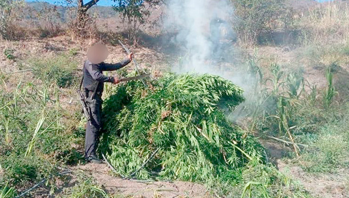 Destruyen 3 mil 500 plantas de marihuana, en Charo