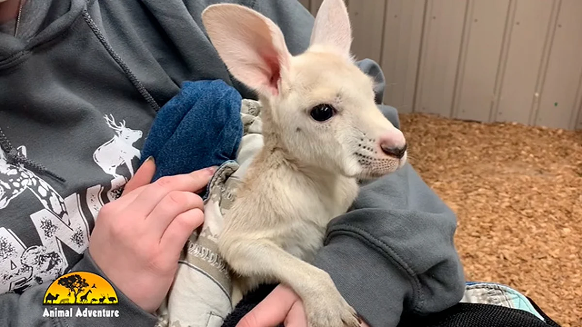 El pequeño canguro es monitoreado por expertos (Foto: captura de video/FB Animal-Adventure Park)