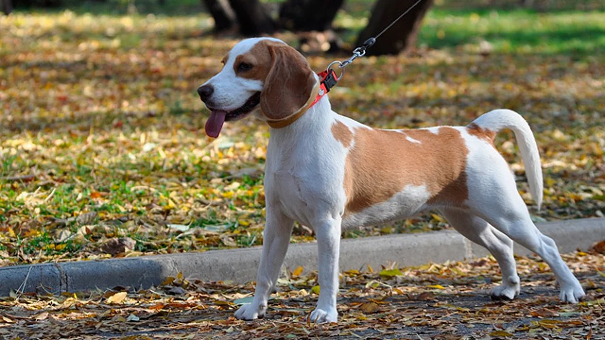 Perros detectan Covid-19 con un 94% de precisión, en Alemania