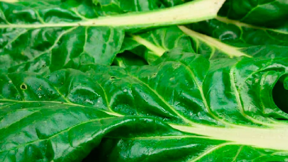A nivel nacional esta herbácea se cultiva en 18 estados del país (Foto: cortesía)