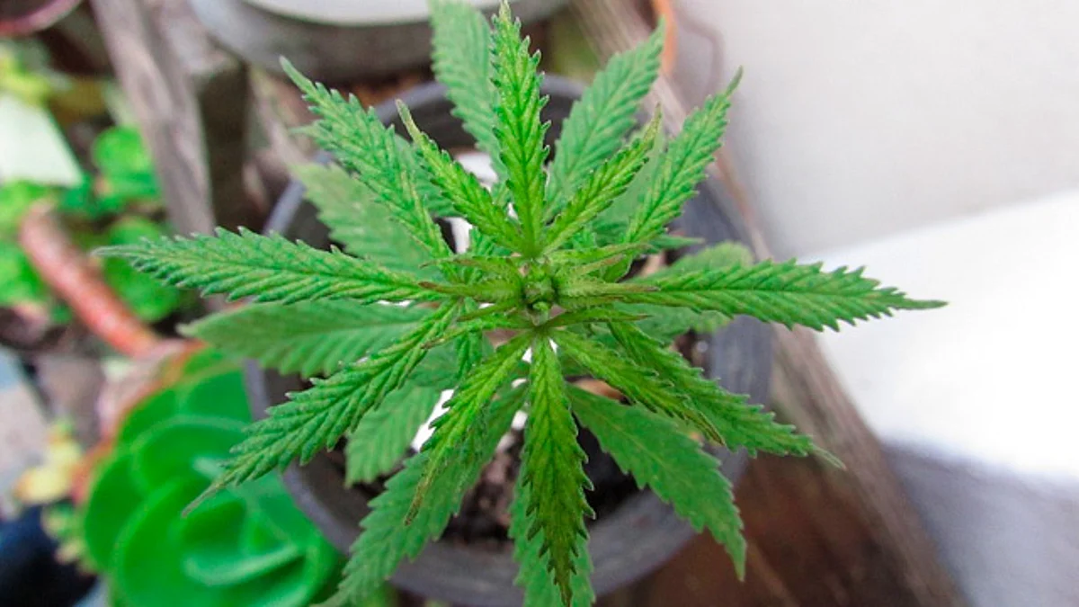 Diputados aprueban en comisiones el dictamen para regular uso lúdico de la marihuana
