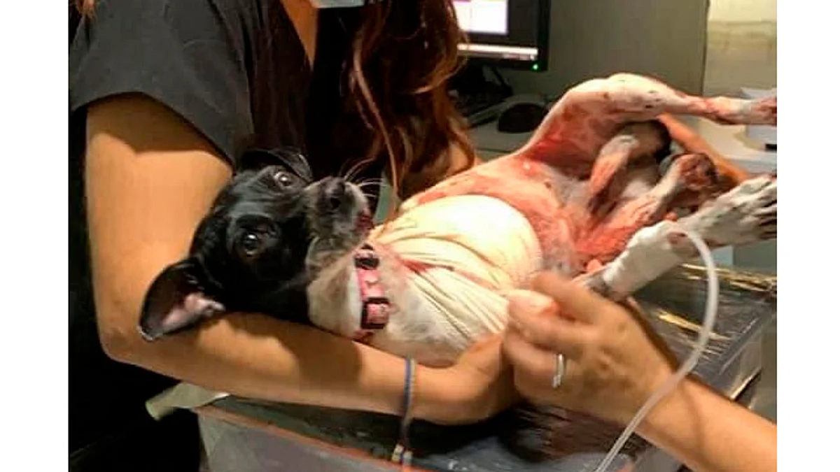 Pide ayuda para su perrita a la que le arrancaron una pata, en Morelia