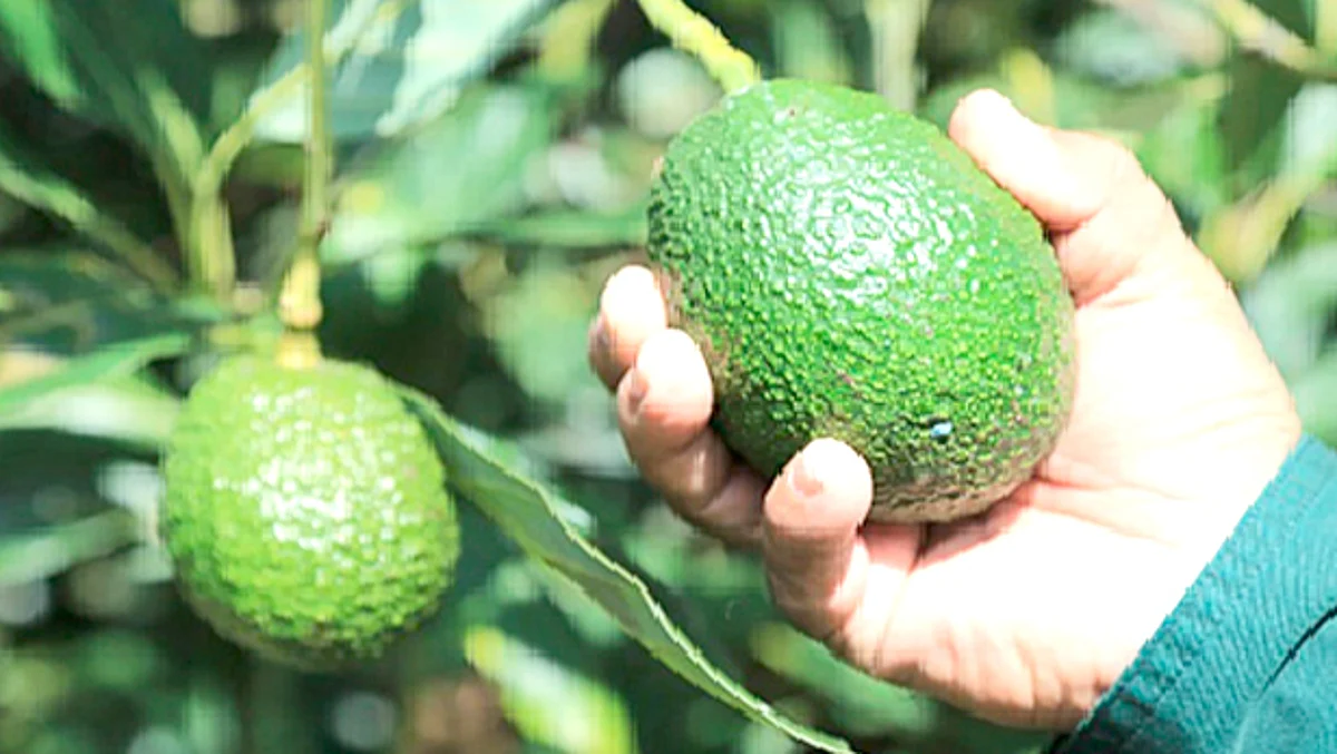 Este fruto se exporta a 43 países del mundo, principalmente a EU, Canadá, Rusia, China, Japón, Singapur, España y El Salvador, por mencionar algunos (Foto Cortesía)