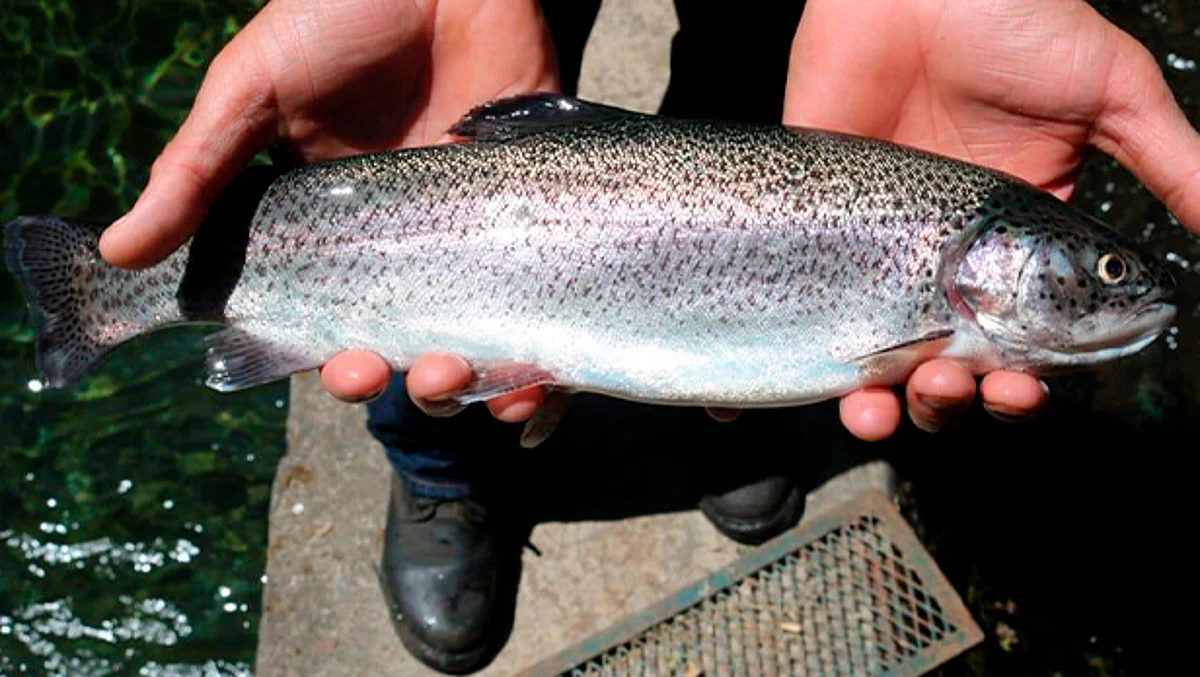Se ofertará desde la tradicional trucha salmonada en presentación limpia a 100 pesos el kilo, 110 deshuesada y 115 pesos el kilo fileteado (Foto Cortesía)