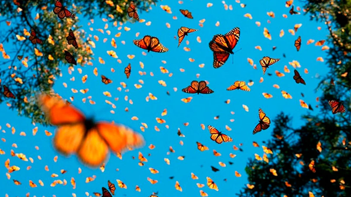 Esta temporada otoño-invierno 2020-2021 se registró una reducción del 26 por ciento (Foto Facebook: Santuario El Rosario de la Mariposa Monarca)