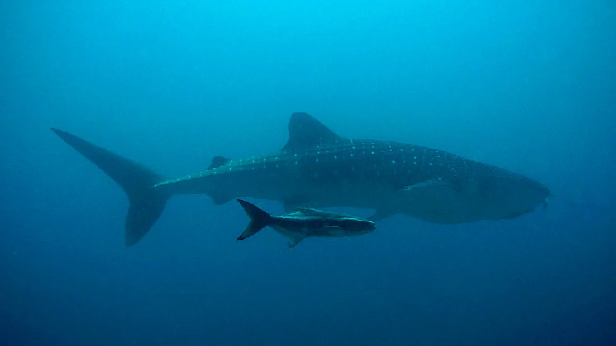 Los tiburones vivos fueron finalmente trasladados al Acuario de Nueva York en Coney Island (Foto ilustrativa: pixabay)