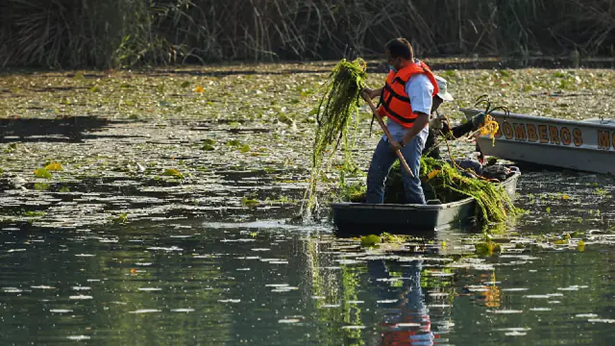 Retiran mil toneladas de plantas acuáticas y lodo de La Mintzita