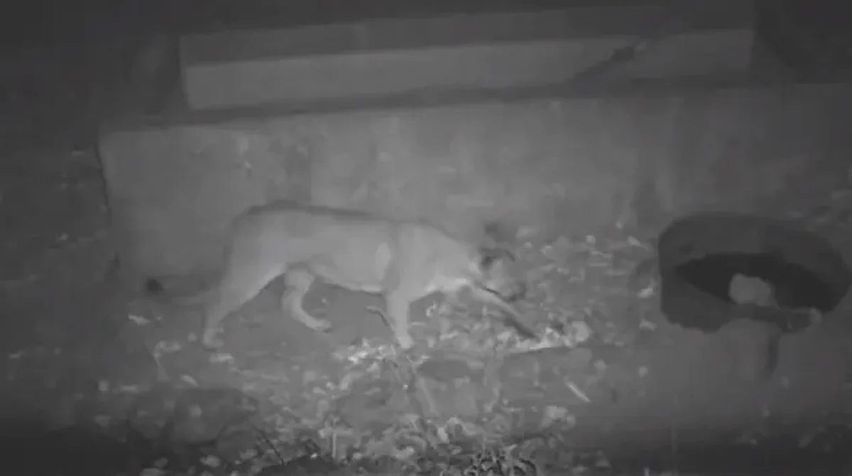 Captan a león de montaña en comunidad de Quiroga, Michoacán